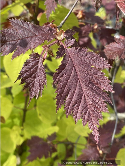 Corylus avellana 'Burgundy Lace' PP28216, Burgundy Lace European Filbert