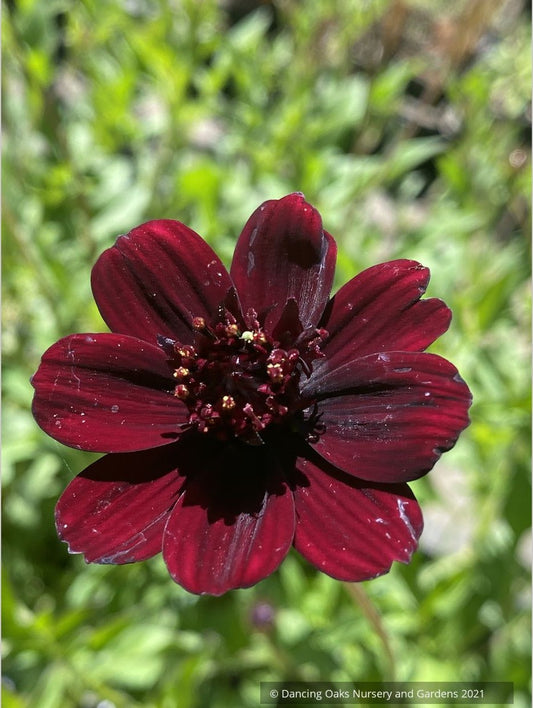 Cosmos atrosanguineus 'Choca Mocha', Chocolate Cosmos