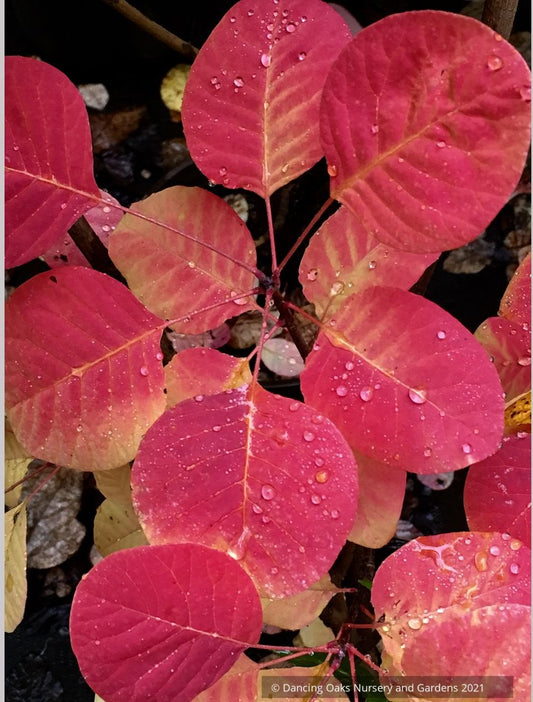 Cotinus obovatus, American Smoke Tree