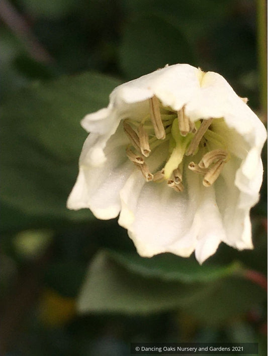 Crinodendron patagua, Chilean Lily of the Valley Tree