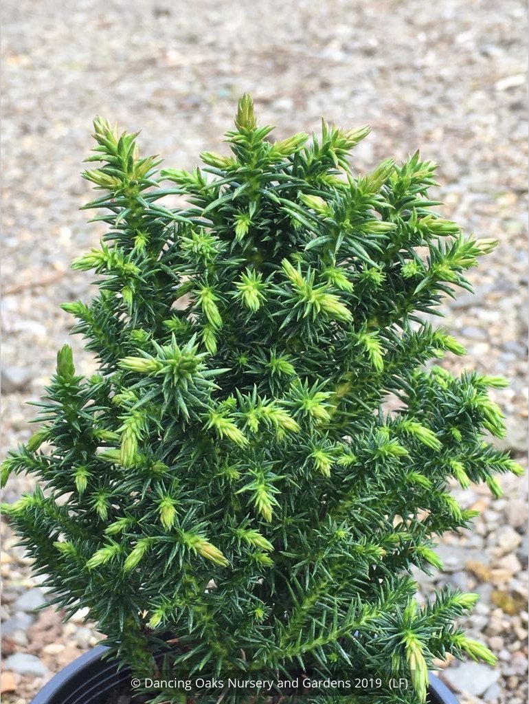 Shrubs ~ Cryptomeria japonica 'Vilmoriniana', Vilmorin's Japanese Cedar ~ Dancing Oaks Nursery and Gardens ~ Retail Nursery ~ Mail Order Nursery