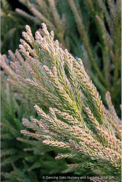 Trees ~ Cryptomeria japonica 'Dense Jade', Japanese Cedar ~ Dancing Oaks Nursery and Gardens ~ Retail Nursery ~ Mail Order Nursery