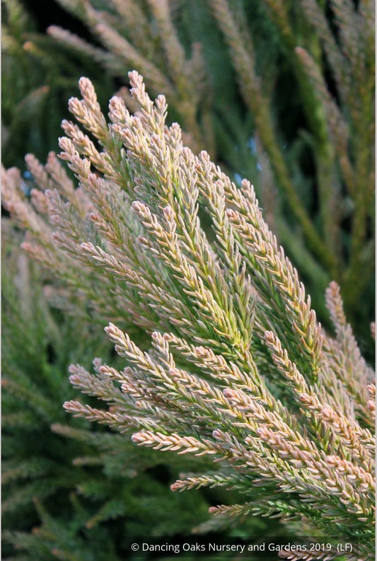 Trees ~ Cryptomeria japonica 'Dense Jade', Japanese Cedar ~ Dancing Oaks Nursery and Gardens ~ Retail Nursery ~ Mail Order Nursery