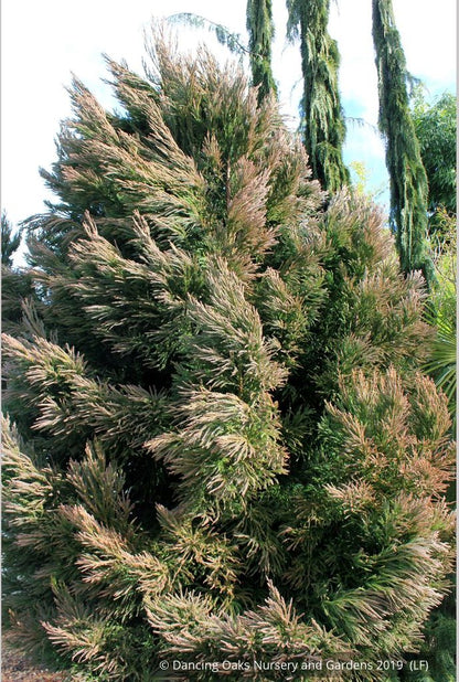 Trees ~ Cryptomeria japonica 'Dense Jade', Japanese Cedar ~ Dancing Oaks Nursery and Gardens ~ Retail Nursery ~ Mail Order Nursery