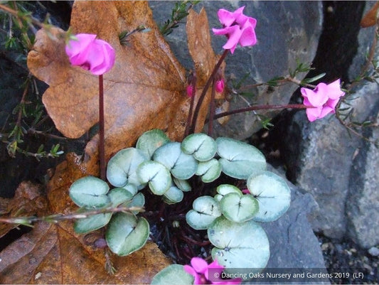 Bulbs & Tubers ~ Cyclamen coum 'Silver Form', Hardy Cyclamen ~ Dancing Oaks Nursery and Gardens ~ Retail Nursery ~ Mail Order Nursery