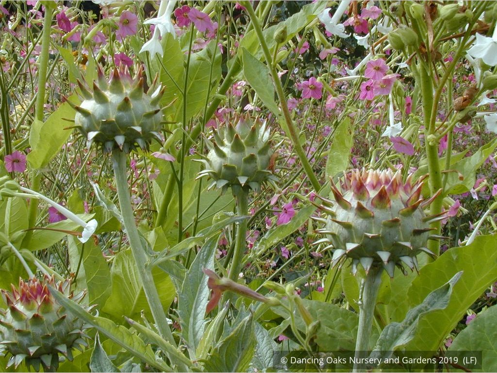 Perennials ~ Cynara cardunculus, Cardoon ~ Dancing Oaks Nursery and Gardens ~ Retail Nursery ~ Mail Order Nursery