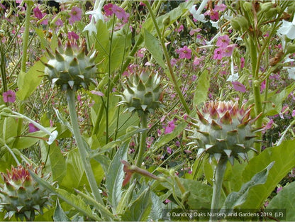 Perennials ~ Cynara cardunculus, Cardoon ~ Dancing Oaks Nursery and Gardens ~ Retail Nursery ~ Mail Order Nursery
