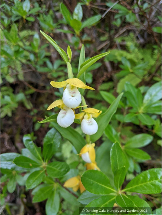 Cypripedium californicum, California Lady's Slipper
