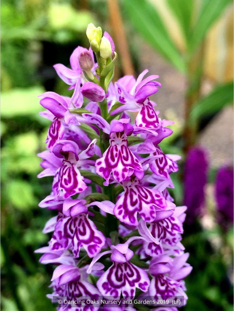 Bulbs & Tubers ~ Dactylorhiza fuchsii, Common Spotted Orchid ~ Dancing Oaks Nursery and Gardens ~ Retail Nursery ~ Mail Order Nursery