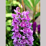 Bulbs & Tubers ~ Dactylorhiza fuchsii, Common Spotted Orchid ~ Dancing Oaks Nursery and Gardens ~ Retail Nursery ~ Mail Order Nursery