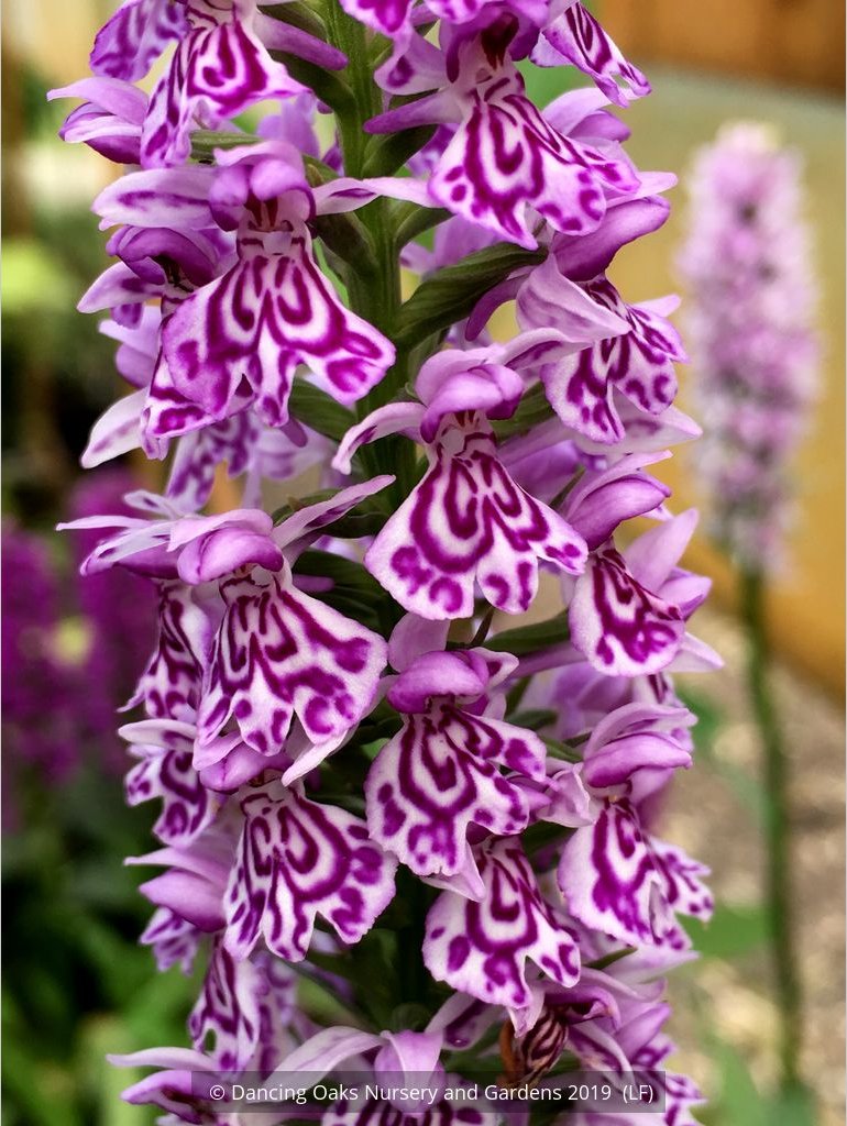 Bulbs & Tubers ~ Dactylorhiza fuchsii, Common Spotted Orchid ~ Dancing Oaks Nursery and Gardens ~ Retail Nursery ~ Mail Order Nursery