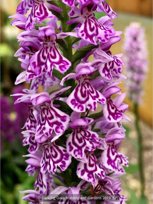 Bulbs & Tubers ~ Dactylorhiza fuchsii, Common Spotted Orchid ~ Dancing Oaks Nursery and Gardens ~ Retail Nursery ~ Mail Order Nursery