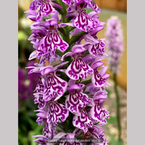 Bulbs & Tubers ~ Dactylorhiza fuchsii, Common Spotted Orchid ~ Dancing Oaks Nursery and Gardens ~ Retail Nursery ~ Mail Order Nursery