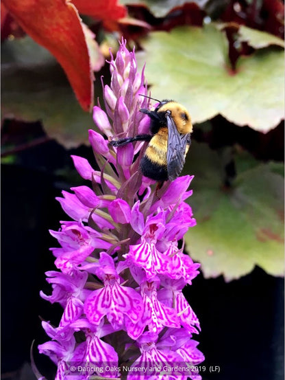 Bulbs & Tubers ~ Dactylorhiza hybrid (McKenzie), Hardy Orchid ~ Dancing Oaks Nursery and Gardens ~ Retail Nursery ~ Mail Order Nursery