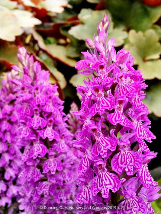Bulbs & Tubers ~ Dactylorhiza hybrid (McKenzie), Hardy Orchid ~ Dancing Oaks Nursery and Gardens ~ Retail Nursery ~ Mail Order Nursery