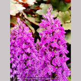 Bulbs & Tubers ~ Dactylorhiza hybrid (McKenzie), Hardy Orchid ~ Dancing Oaks Nursery and Gardens ~ Retail Nursery ~ Mail Order Nursery