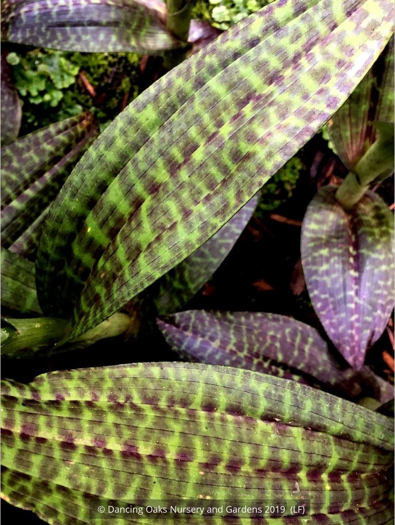 Bulbs & Tubers ~ Dactylorhiza hybrid (McKenzie), Hardy Orchid ~ Dancing Oaks Nursery and Gardens ~ Retail Nursery ~ Mail Order Nursery