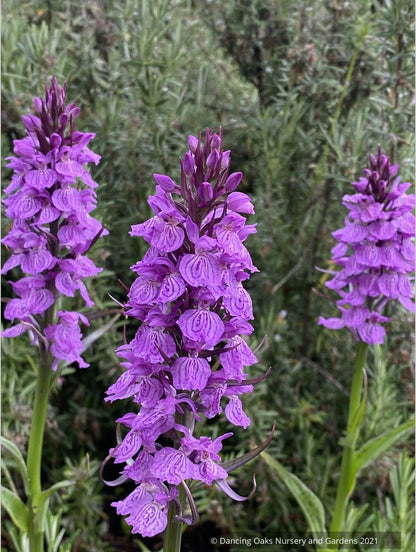 Dactylorhiza fuchsii 'Purple Python', Hardy Orchid
