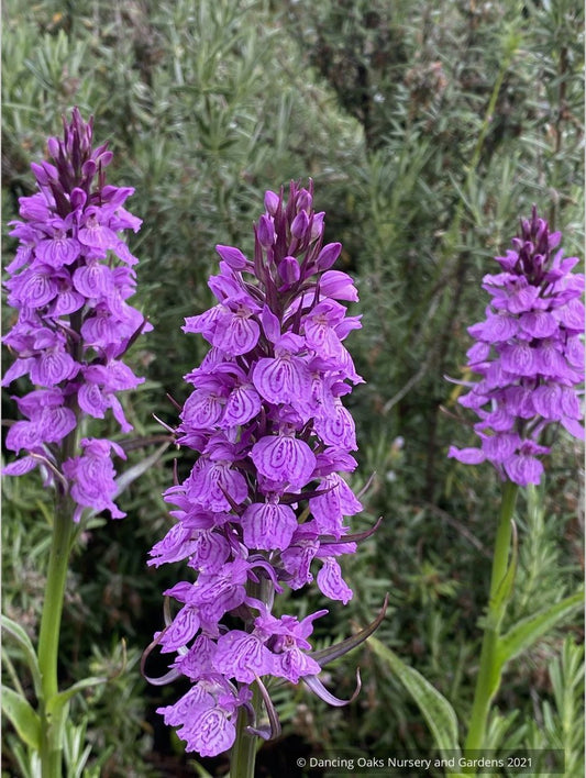Dactylorhiza fuchsii 'Purple Python', Hardy Orchid
