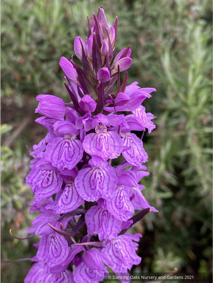 Dactylorhiza fuchsii 'Purple Python', Hardy Orchid