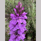 Dactylorhiza fuchsii 'Purple Python', Hardy Orchid