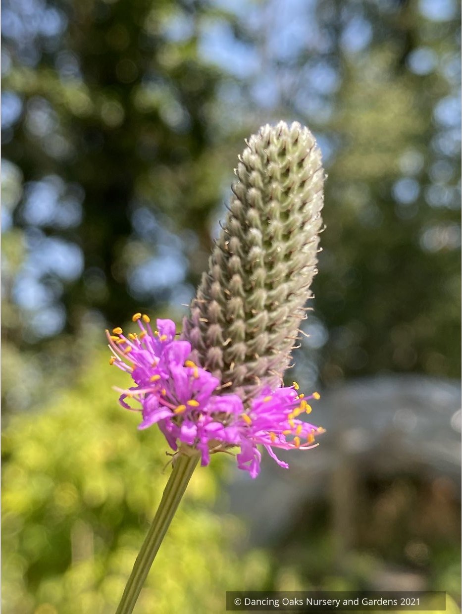 Perennials ~ Dalea purpurea, Purple Prairie Clover ~ Dancing Oaks Nursery and Gardens ~ Retail Nursery ~ Mail Order Nursery
