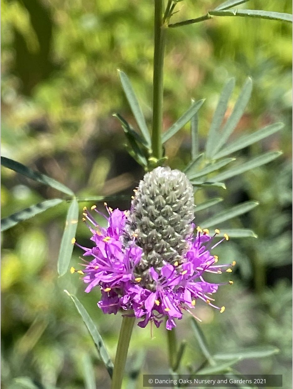Perennials ~ Dalea purpurea, Purple Prairie Clover ~ Dancing Oaks Nursery and Gardens ~ Retail Nursery ~ Mail Order Nursery