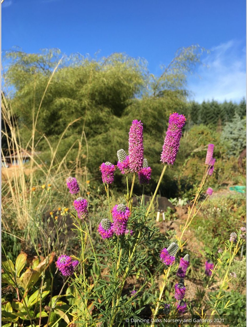 Perennials ~ Dalea purpurea, Purple Prairie Clover ~ Dancing Oaks Nursery and Gardens ~ Retail Nursery ~ Mail Order Nursery