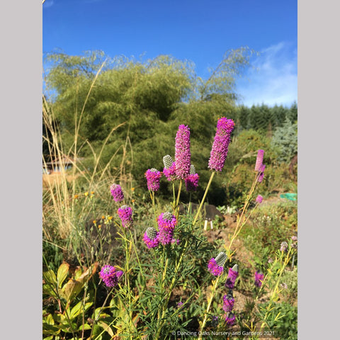 Dalea purpurea, Purple Prairie Clover