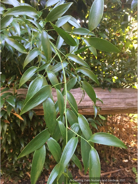Danae racemosa, Poet's Laurel or Alexandrian Laurel