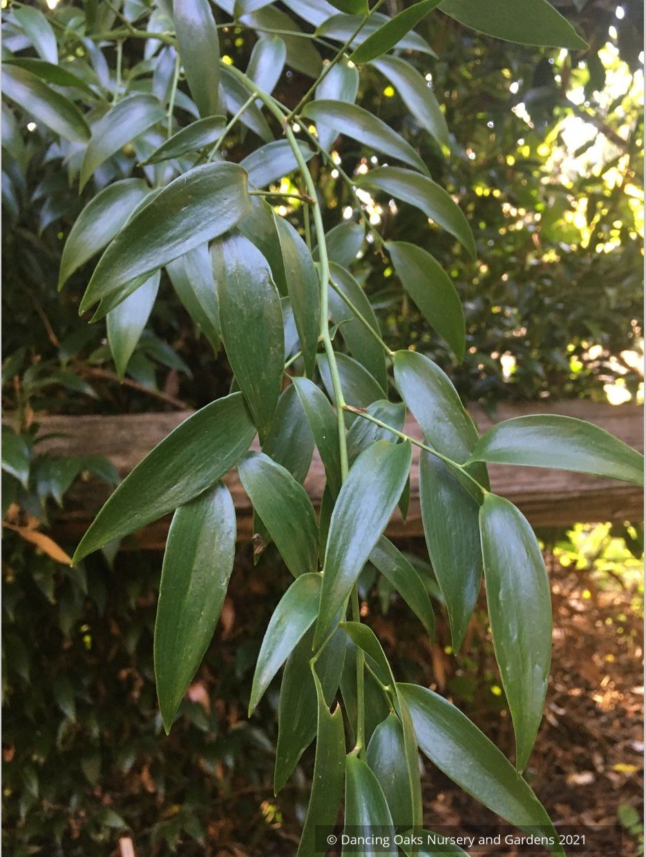 Danae racemosa, Poet's Laurel or Alexandrian Laurel