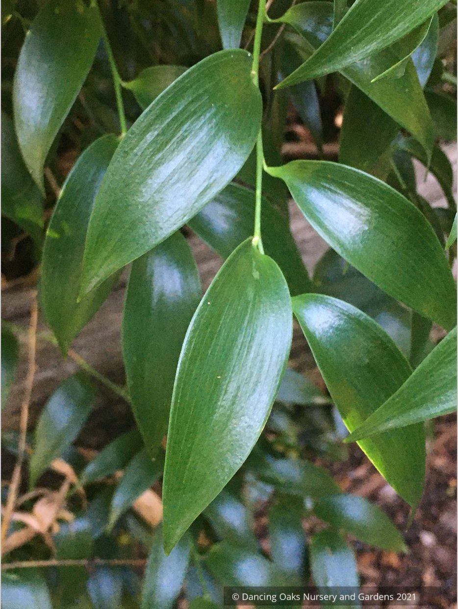 Danae racemosa, Poet's Laurel or Alexandrian Laurel