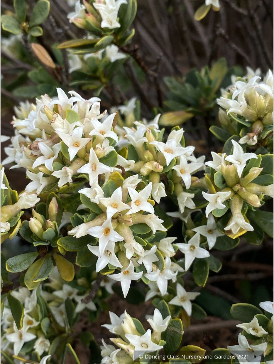 Daphne kurdica (syn. Daphne oleoides var. kurdica), Turkish Daphne