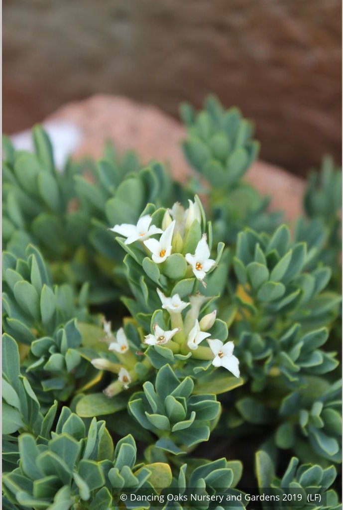 Shrubs ~ Daphne kurdica, Turkish Daphne ~ Dancing Oaks Nursery and Gardens ~ Retail Nursery ~ Mail Order Nursery
