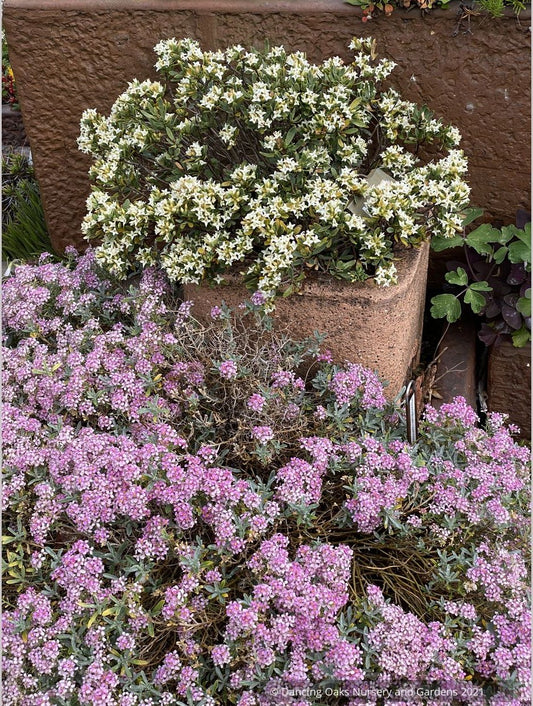 Daphne kurdica (syn. Daphne oleoides var. kurdica), Turkish Daphne