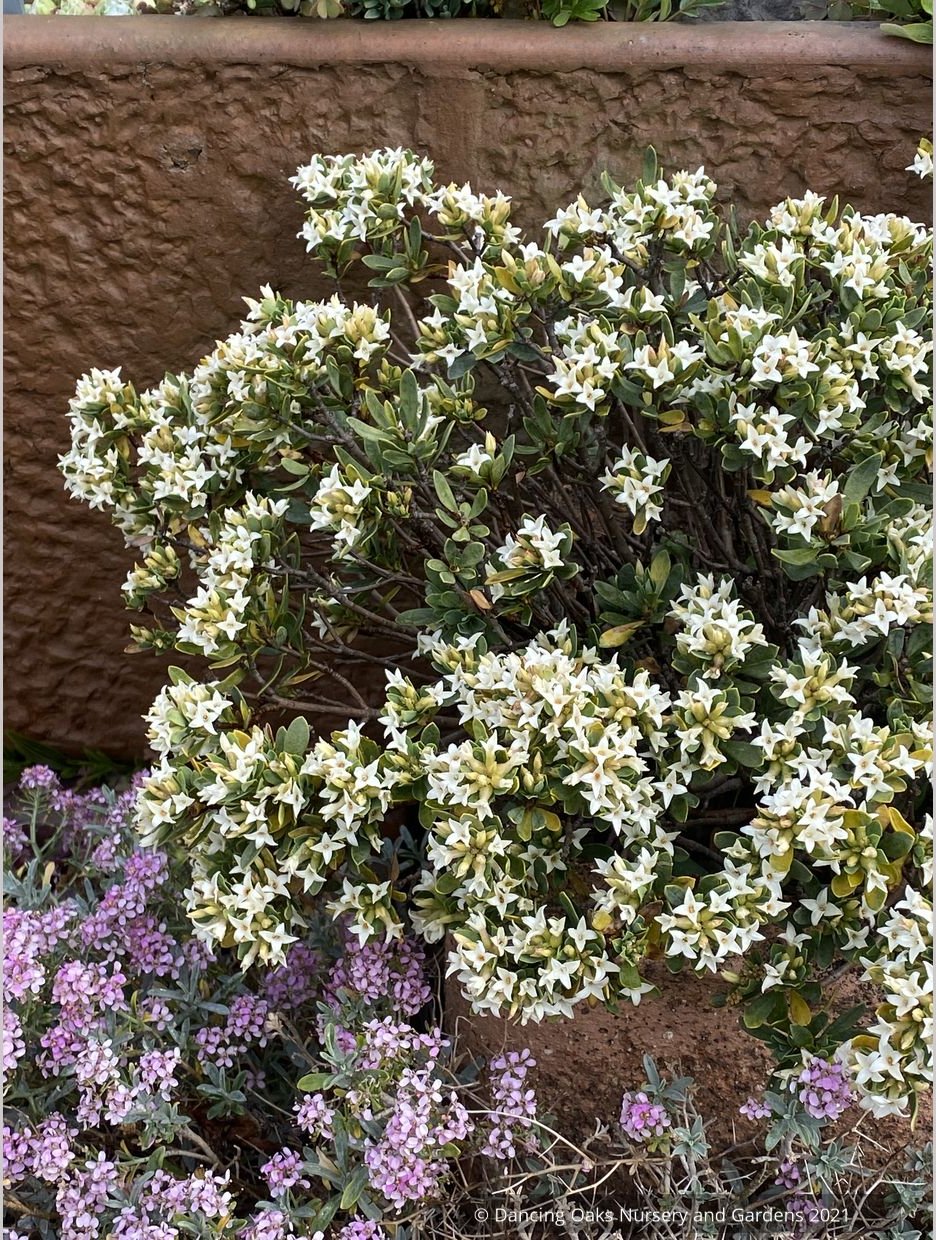 Daphne kurdica (syn. Daphne oleoides var. kurdica), Turkish Daphne
