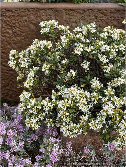 Daphne kurdica (syn. Daphne oleoides var. kurdica), Turkish Daphne
