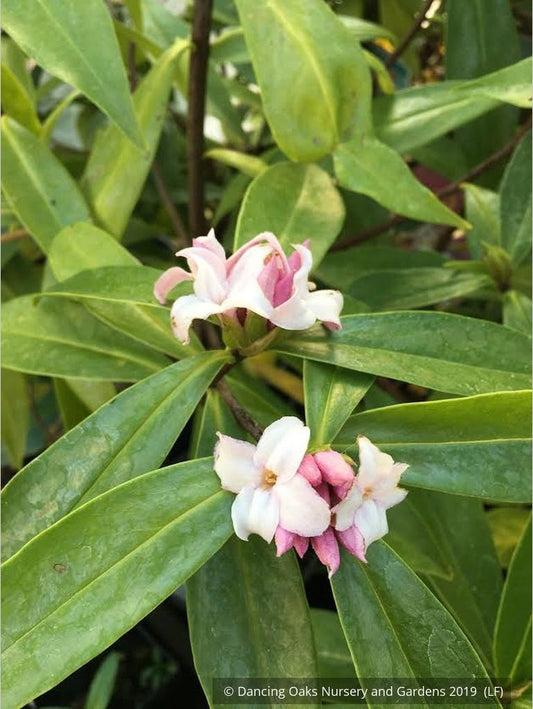 Shrubs ~ Daphne 'Perfume Princess' (syn Daphne DapJur01) ~ Dancing Oaks Nursery and Gardens ~ Retail Nursery ~ Mail Order Nursery