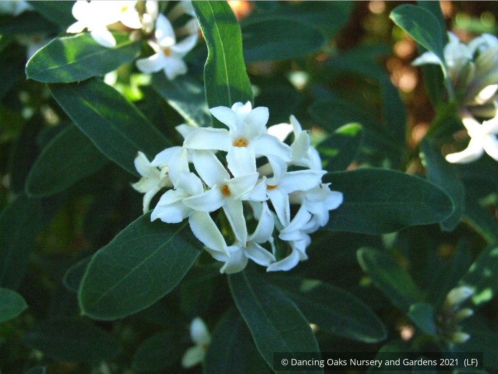 Shrubs ~ Daphne x transatlantica 'Blafra' Eternal Fragrance PPAF, Eternal Fragrance Daphne ~ Dancing Oaks Nursery and Gardens ~ Retail Nursery ~ Mail Order Nursery