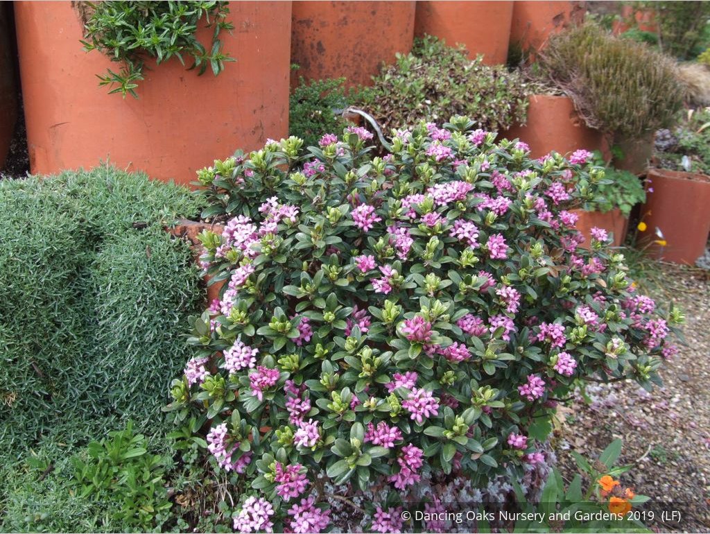 Shrubs ~ Daphne domini ~ Dancing Oaks Nursery and Gardens ~ Retail Nursery ~ Mail Order Nursery