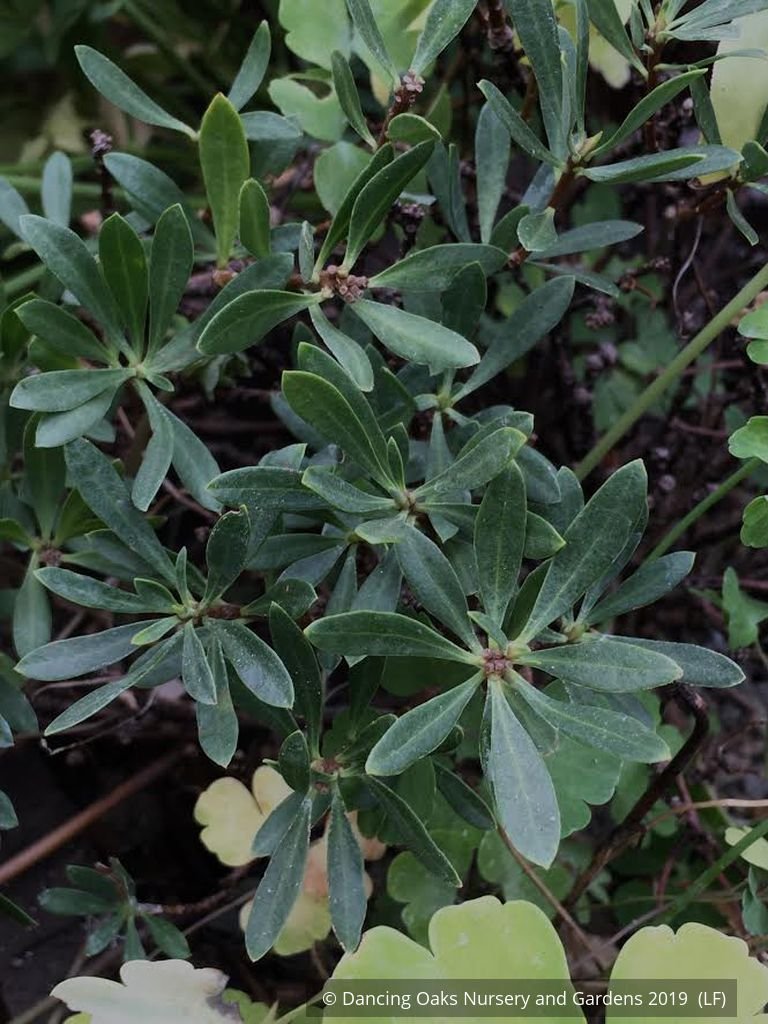 Shrubs ~ Daphne domini ~ Dancing Oaks Nursery and Gardens ~ Retail Nursery ~ Mail Order Nursery