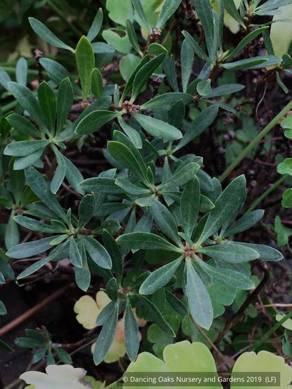 Shrubs ~ Daphne domini ~ Dancing Oaks Nursery and Gardens ~ Retail Nursery ~ Mail Order Nursery