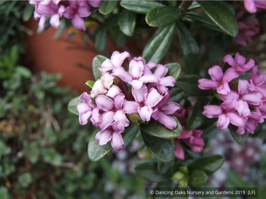 Shrubs ~ Daphne domini ~ Dancing Oaks Nursery and Gardens ~ Retail Nursery ~ Mail Order Nursery