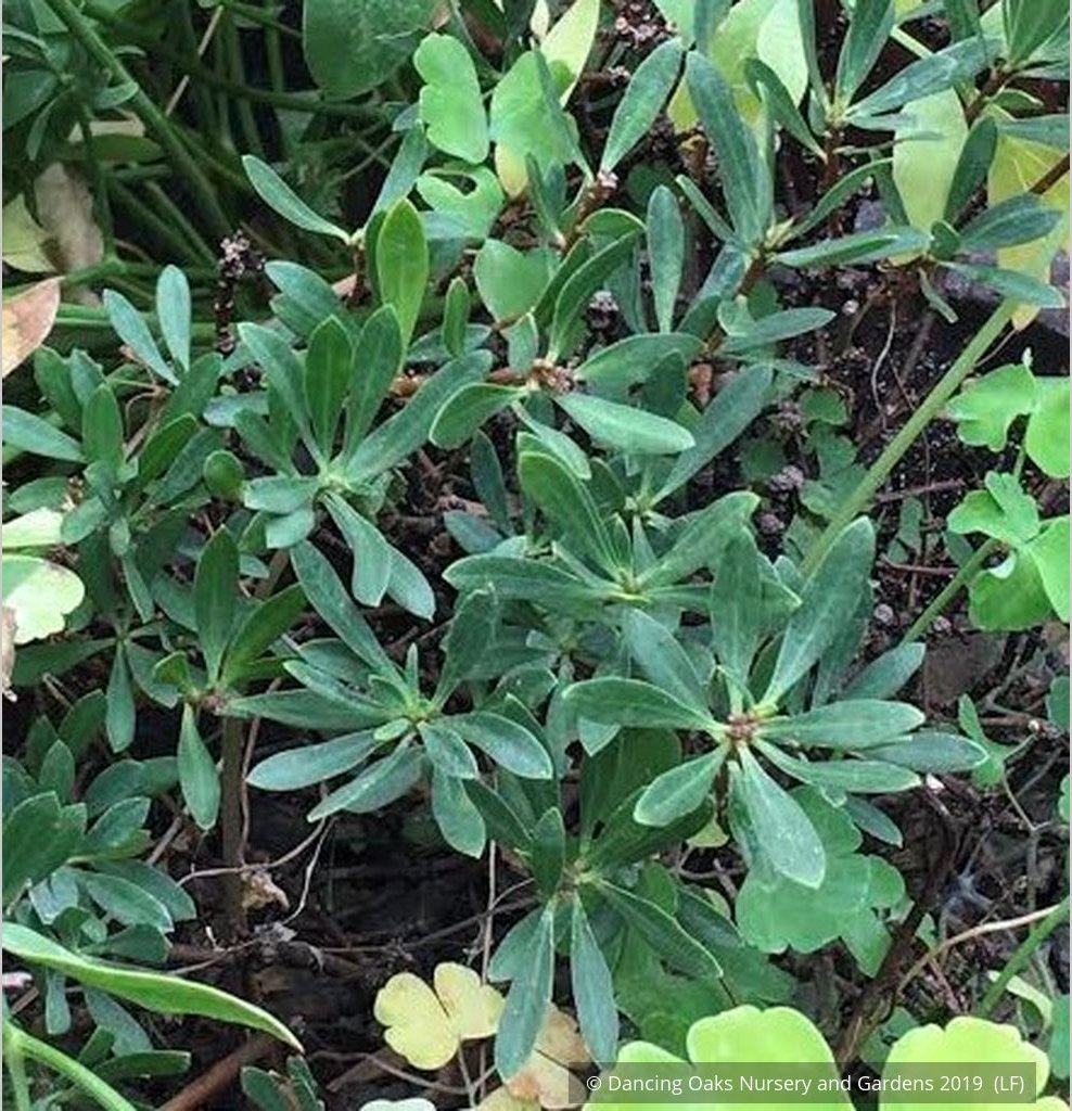 Shrubs ~ Daphne domini ~ Dancing Oaks Nursery and Gardens ~ Retail Nursery ~ Mail Order Nursery