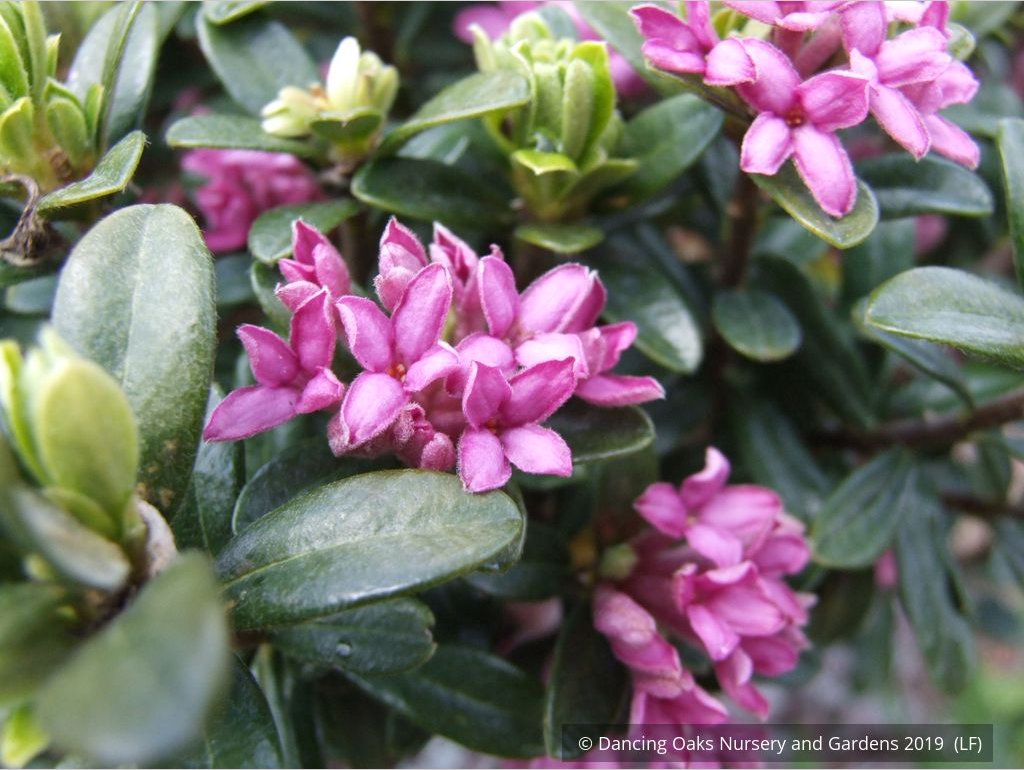 Shrubs ~ Daphne domini ~ Dancing Oaks Nursery and Gardens ~ Retail Nursery ~ Mail Order Nursery