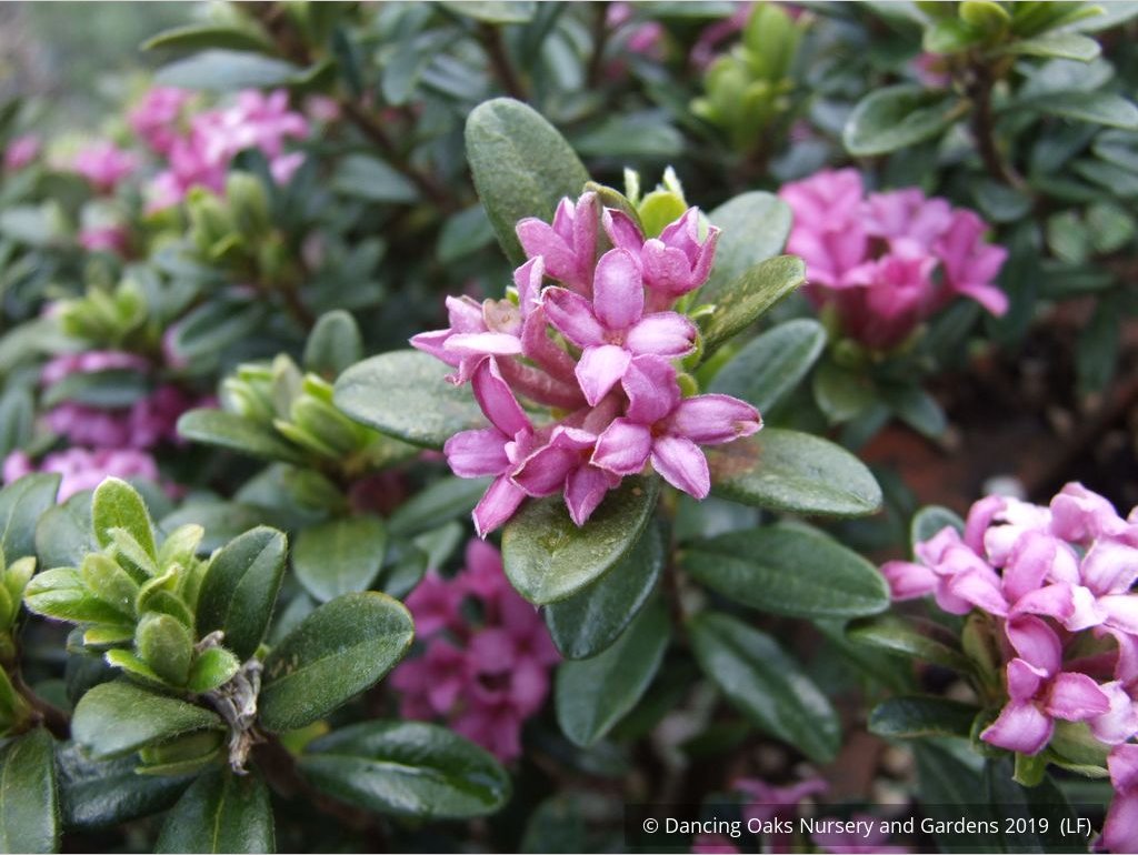 Shrubs ~ Daphne domini ~ Dancing Oaks Nursery and Gardens ~ Retail Nursery ~ Mail Order Nursery