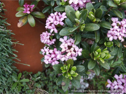 Shrubs ~ Daphne domini ~ Dancing Oaks Nursery and Gardens ~ Retail Nursery ~ Mail Order Nursery