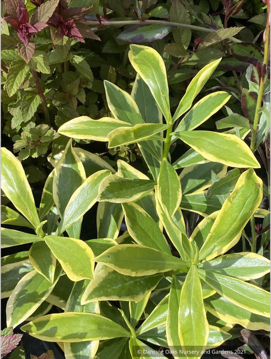 Daphne odora 'Marianni', Winter Daphne