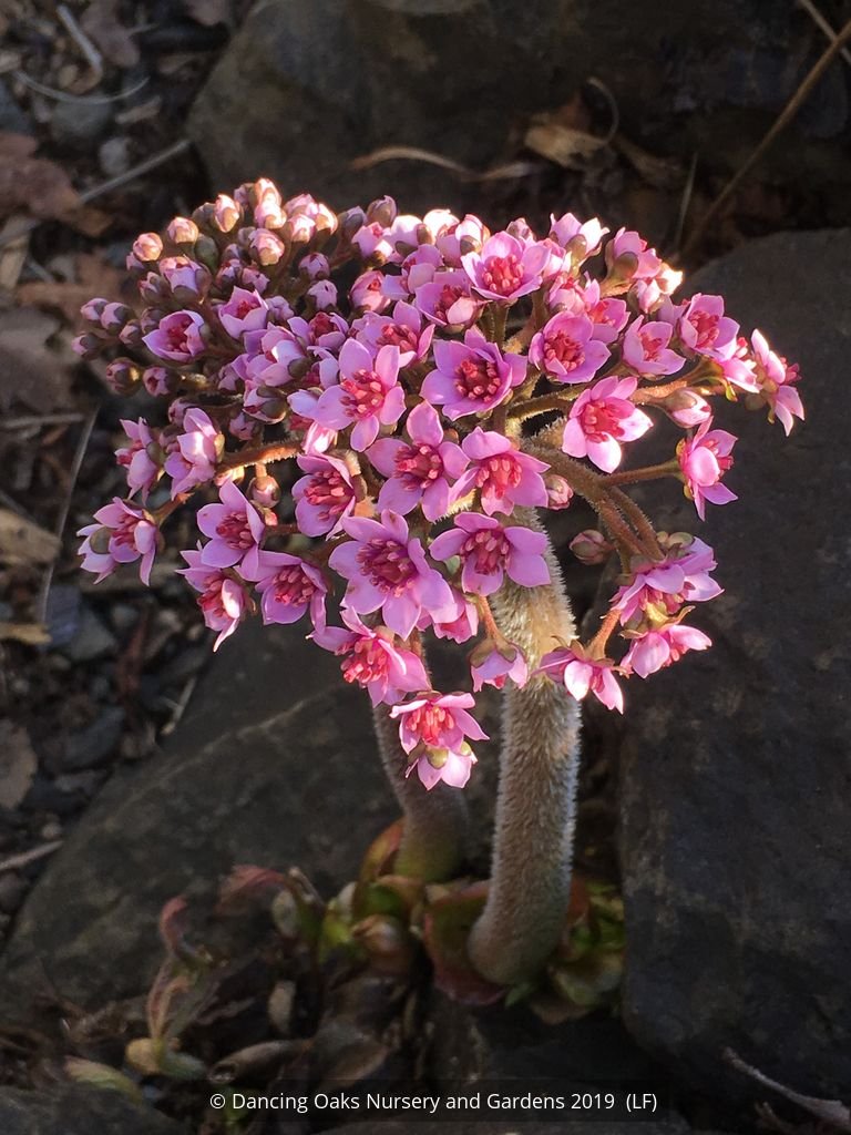 Perennials ~ Darmera peltata, Indian Rhubarb ~ Dancing Oaks Nursery and Gardens ~ Retail Nursery ~ Mail Order Nursery