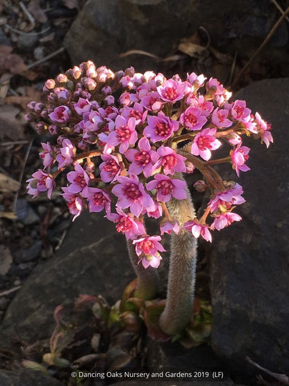 Perennials ~ Darmera peltata, Indian Rhubarb ~ Dancing Oaks Nursery and Gardens ~ Retail Nursery ~ Mail Order Nursery